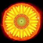 yellow daisy superimposed on orange photo of the sun in outer space