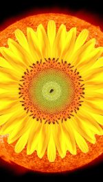 yellow daisy superimposed on orange photo of the sun in outer space