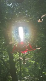 Hummingbirds swarming illuminated feeder in hazy high summer