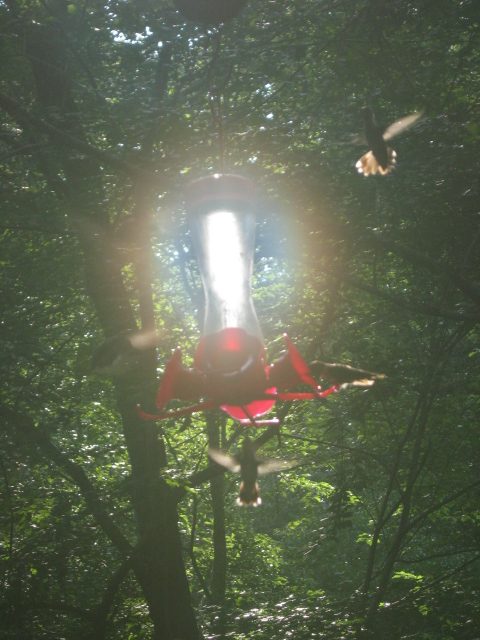 Hummingbirds swarming illuminated feeder in hazy high summer