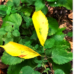 Yellow leaves among green lemon balm plants