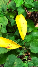 Yellow leaves among green lemon balm plants