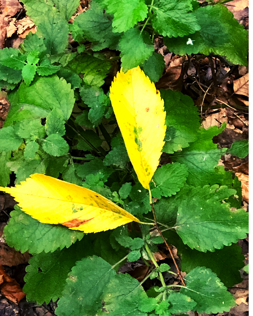 Yellow leaves among green lemon balm plants