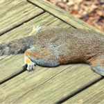 Squirrel on back deck flat on its belly