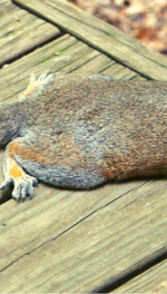 Squirrel on back deck flat on its belly