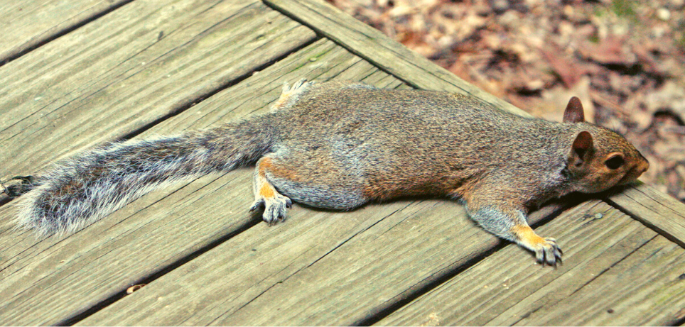 Squirrel on back deck flat on its belly
