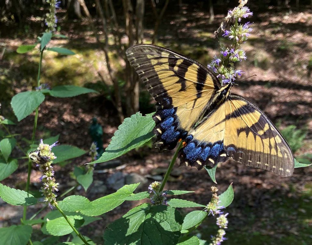 swallowtail butterfly feeding on hyssop plant