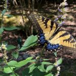 swallowtail butterfly feeding on hyssop plant