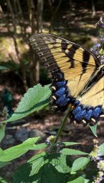 swallowtail butterfly feeding on hyssop plant