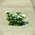 white vincas blooming through a sidewalk