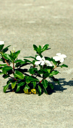 white vincas blooming through a sidewalk