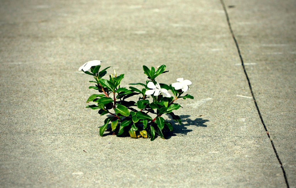 white vincas blooming through a sidewalk