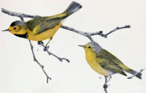 Male and female bachmans warbler