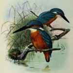 Lithographed plates of male and female Alcyon Kingfishers by Johannes Gerardus Keulemans (1868-71)