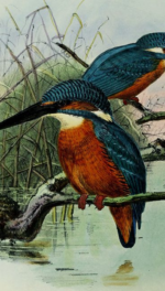 Lithographed plates of male and female Alcyon Kingfishers by Johannes Gerardus Keulemans (1868-71)