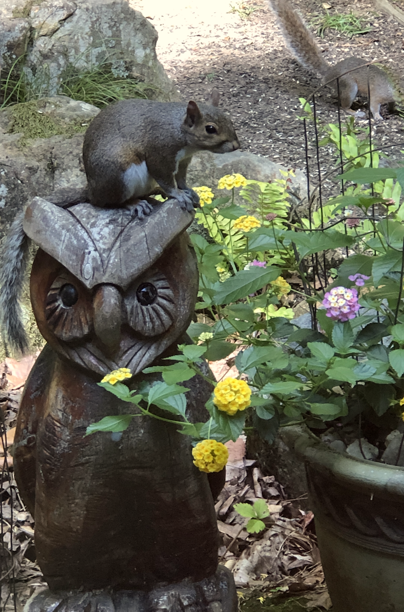 Squirrel and owl carving with flowers