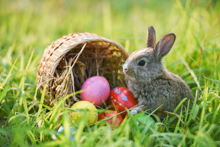 Easter bunny and Easter eggs on green grass field spring meadow
