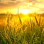 lush green fields, golden wheat fields, and bountiful harvests