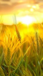 lush green fields, golden wheat fields, and bountiful harvests