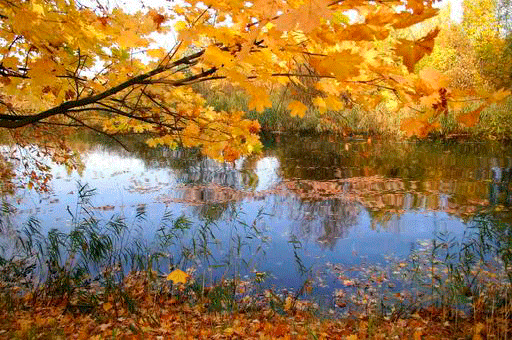 gif file of falling leaves on a lake