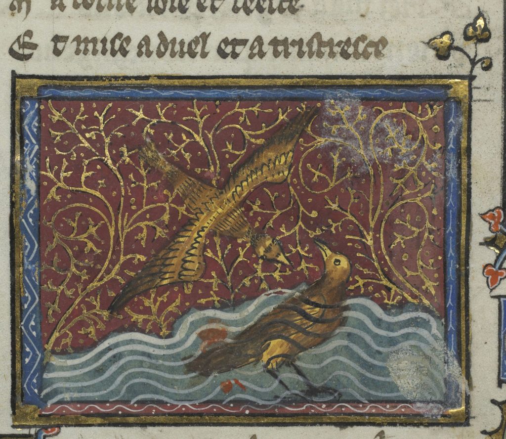 Céyx et Alcyone changés en oiseaux (alcyons), 1325 manuscript