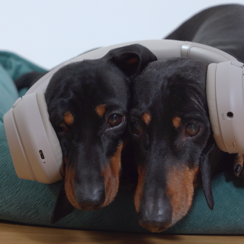 dachshunds with ear protection due to fireworks