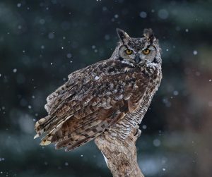 Great Horned Owl (Bubo virginianus) sitting on a perch with snow