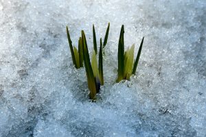 Flower bulbs coming through snow