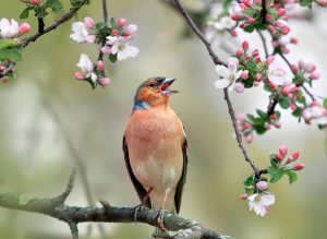 finch on a branch of a pink apple tree in spring blooming the garden and sings
