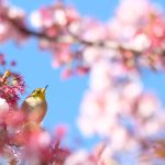 bird in a crabapple tree