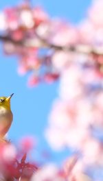 bird in a crabapple tree