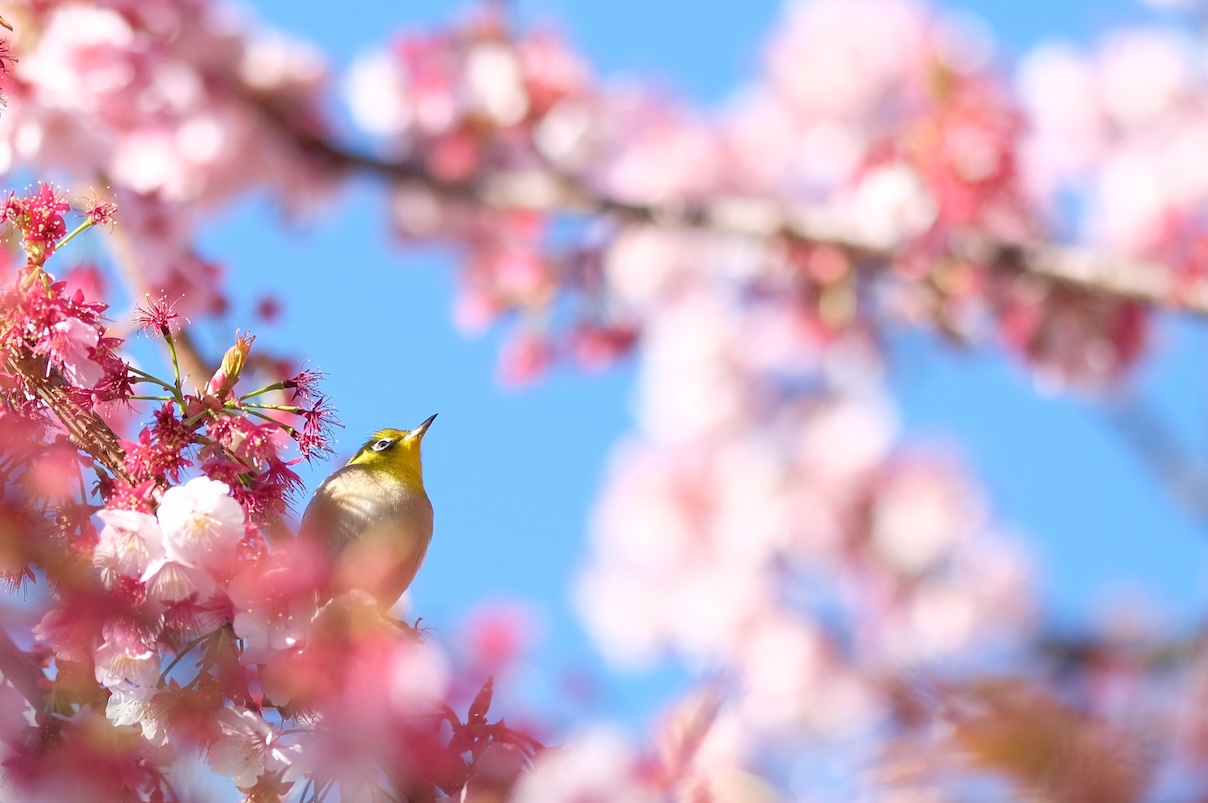 bird in a crabapple tree