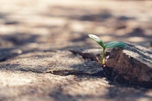 plant growing through cracked street 