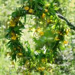 wreath and greenery for Beltane