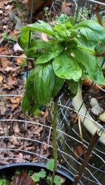 Offering of basil to the Callieach